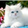 lillyba2a